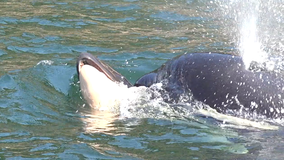 'Stressed and depressed' orca researchers reflect on deadly summer