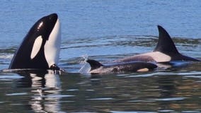 Researchers hope case of grieving orca mother will push people to help save species