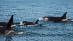 Money, time in short supply to save southern resident orcas