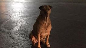Woman says ‘gold diggin’ dog escapes to McDonald's, pretends to be a hungry stray