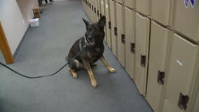 Lifesaving drug available for K-9s fighting the opioid epidemic