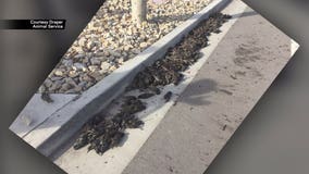 Hundreds of birds fall out of the sky in Utah