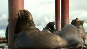 Humans aren't the only ones to blame for dwindling salmon population in Puget Sound