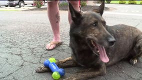 Bomb-sniffing dog, handler reunited after service in Iraq