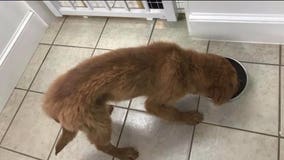 Pet store under investigation after photos of skinny puppy posted on Facebook