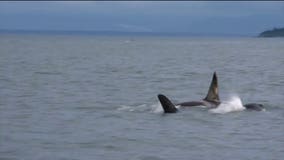 Lack of laws, enforcement leave boaters in the dark around killer whales