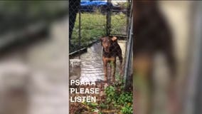 Dog left in flooded kennel sparks outrage on social media