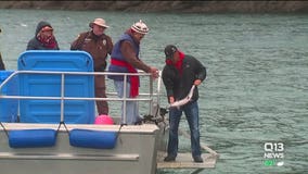 Lummi Nation wants to feed endangered southern resident orcas