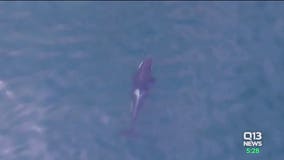 Southern resident killer whales missing from Salish Sea