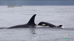 Both orca babies alive, all 3 southern resident pods spotted
