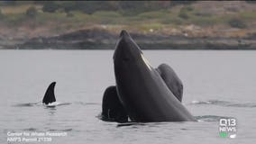 New lawsuit seeks protection zone for southern resident orcas