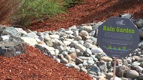 Everett rain gardens offer solutions to pollution