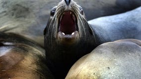 Bill allowing more sea lions to be killed clears key hurdle