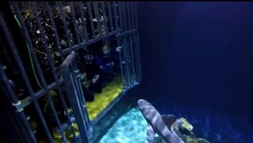 JBLM soldiers use shark dive as therapy tool