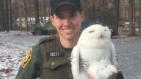 Snowy owl rescued from prison fence on Christmas Day