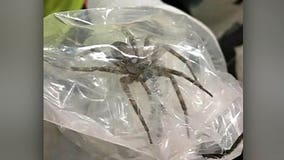Yikes! Man captures 6-inch spider at work