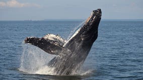 Trump administration agrees to protect West Coast humpback whales