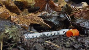 Recovering homeless addicts in Everett giving 'The Hand Up' to others still on the street