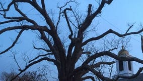 Beloved 600-year-old white oak tree takes final bow