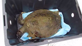 Nearly 400 cold-stunned turtles in Texas released into Gulf