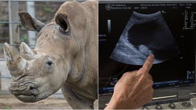 Victoria the rhino is pregnant after historic scientific breakthrough, San Diego Zoo says