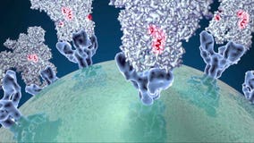 The Divide: Misinformation & Disinformation