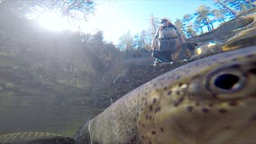 A different kind of hatchery: Nonprofit tries new technique to save wild steelhead