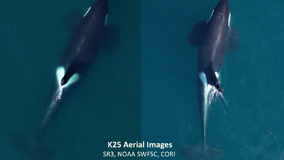 Non-federal employees plan to study health of sick orcas as shutdown continues