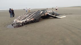Dead humpback whale washes ashore north of Ocean City