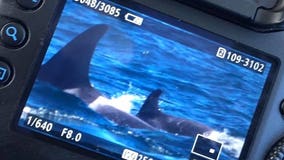 'Lucky,' the newest southern resident orca calf, seen swimming off California coast