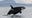 Recreational boaters to see new rules for Southern Resident killer whales