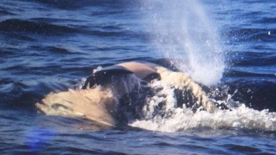Orca mother carries dead calf for 17th day as it's 'starting to come apart'