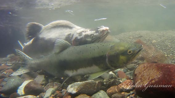 Renovations will let salmon species return to Lunds Gulch in Edmonds