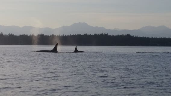 Concerns increase over crowds viewing orcas in South Sound