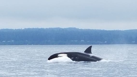 Dead endangered orca died of blunt trauma, likely struck