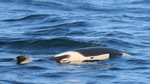 Grieving mother orca carries dead calf for seventh straight day