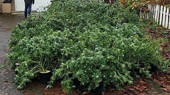 $80M worth of pot seized in Grays Harbor County, Chinese nationals suspected