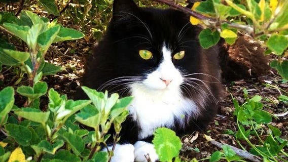 'Horrendous': Pet cat found cut in half in Port Angeles park