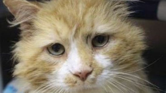 Cat walks 12 miles to get home to family – then they ask shelter to euthanize him
