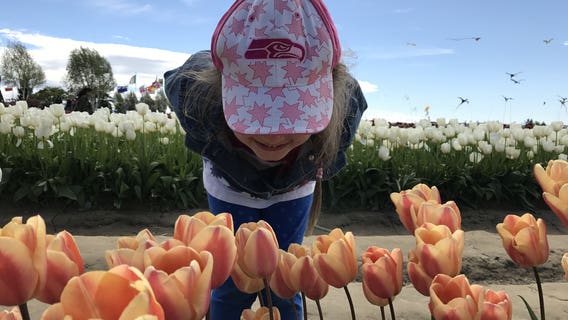 Tulip Festival: When is peak bloom, how to get there & other details to plan your trip
