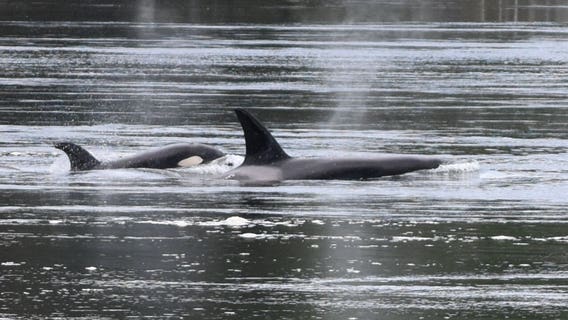 Oldest male in Southern Resident orca KPod presumed dead