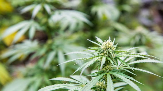 Officials destroy $3 million worth of pot on Eastern Washington farms