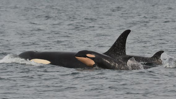 Officials urge boaters to steer clear of 3 pregnant Orcas