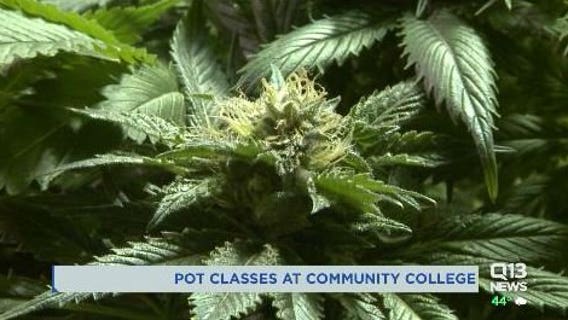 Tacoma Community College to offer ‘comprehensive’ courses in cannabis