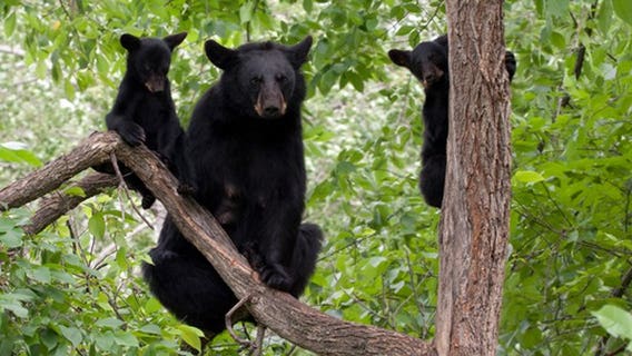 Father and son caught on video shooting mother bear, 'shrieking' cubs: police