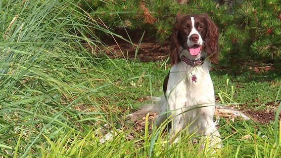 Meet Hotel Bellwether's canine concierge, Bella!