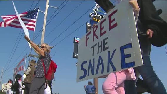 Lower Snake River dams at center of debate to save endangered orcas 300 miles away