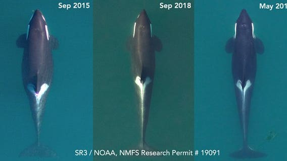 Endangered orca J17's health in dramatic decline