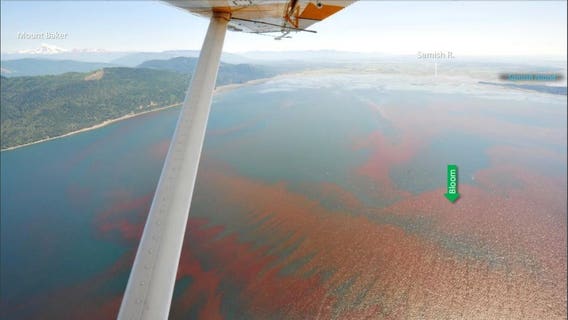 Very large algae bloom spotted off Lummi Island