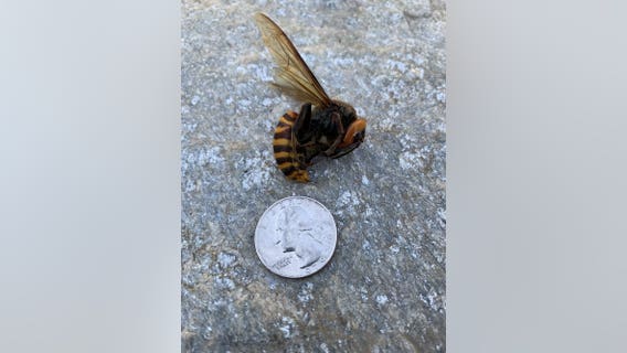 Dead Asian Giant Hornet found in Custer is the first confirmed sighting this year